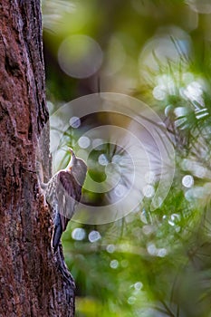 White Throated Tree Creaper Female