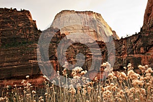 White Throne Red Rock Walls Zion Canyon Utah