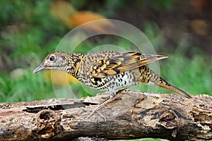 White Thrush