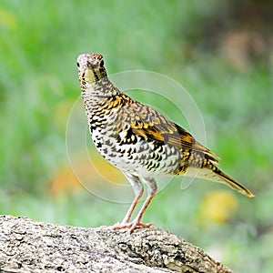 White Thrush