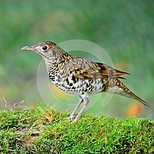 White Thrush