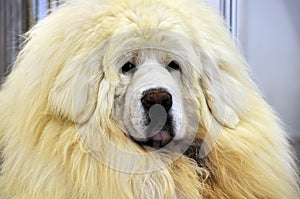 White Tibetan Mastiff
