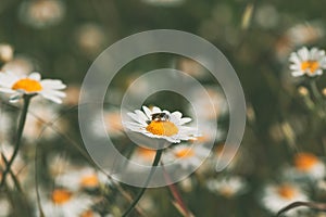 White tickseed oxeye daisy wild flower in meadow on sunny spring day