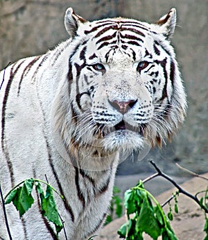 White tiger 1
