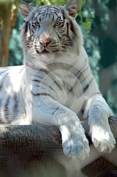 White Tiger 1