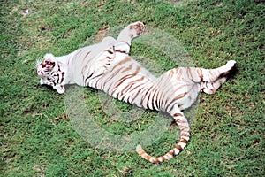 White Tiger