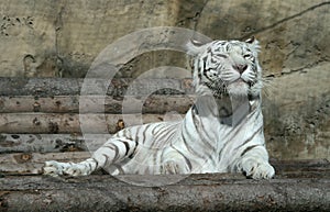 White tiger