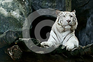 White tiger