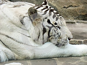 White tiger