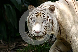 White Tiger