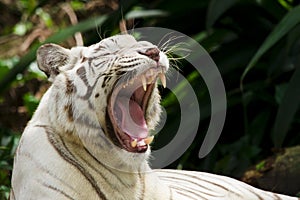 White tiger