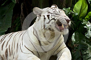 White tiger