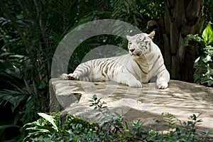 White tiger