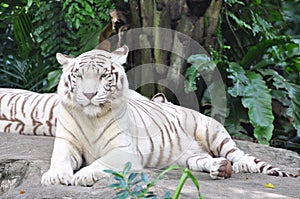 White Tiger