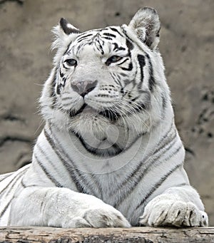 White tiger 13