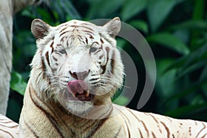 White Tiger