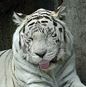 White tiger 15