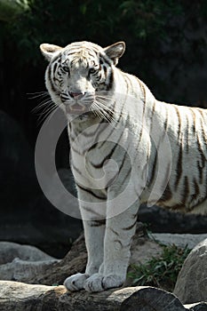 White Tiger