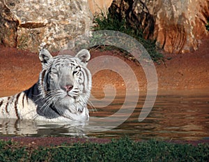 White tiger