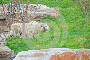 White tiger