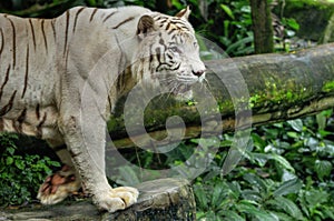 White Tiger