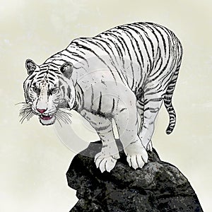 White tiger