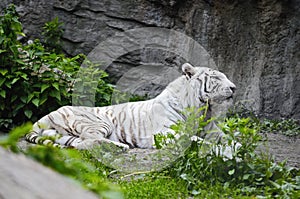 White tiger