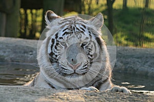 White Tiger 2