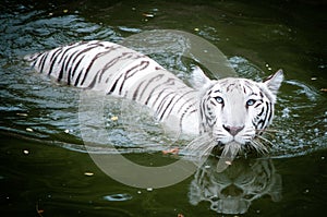 White tiger