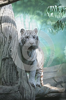 White Tiger