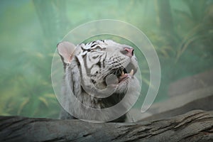 White Tiger