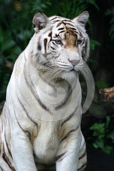 White Tiger