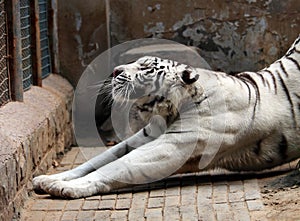 White tiger