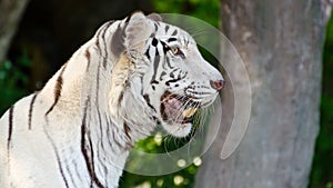 White Tiger