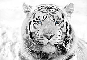 White tiger photo