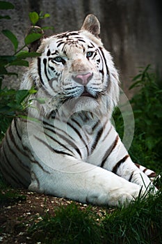 White tiger