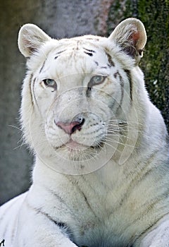 White tiger