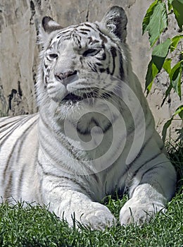 White tiger 3