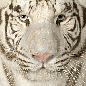 White Tiger (3 years)