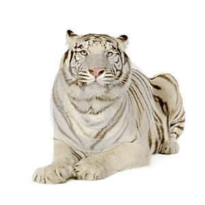 White Tiger (3 years)