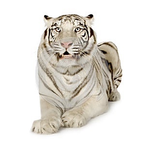 White Tiger (3 years)
