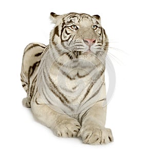 White Tiger (3 years)