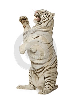 White Tiger (3 years)