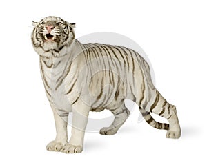 White Tiger (3 years)