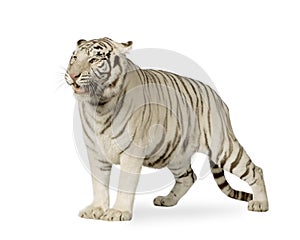 White Tiger (3 years)