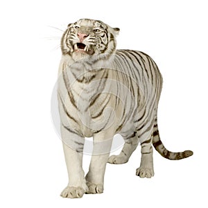 White Tiger (3 years)