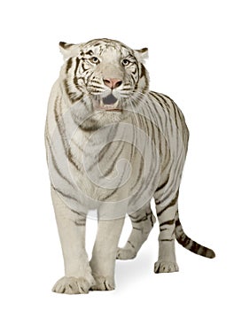 White Tiger (3 years)