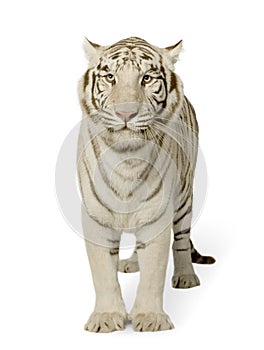 White Tiger (3 years)