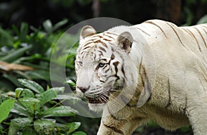 White tiger