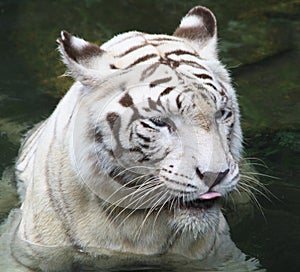 White tiger